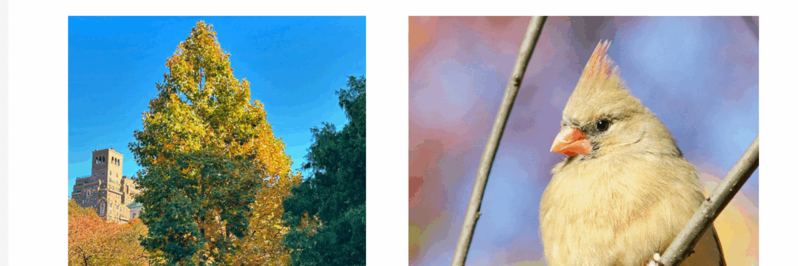 Image from State of Nature in Washington Square Park: 2024 Wildlife Survey and Phenology Report. Left: Phenology Project, illustrated by a Tuliptree in fall foliage; Right: Wildlife Survey, illustrated by a female Northern Cardinal.